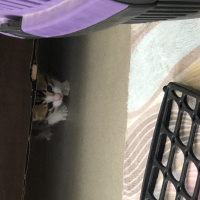 Tekir Kedi, Kedi  Aslan ve leblebi fotoğrafı