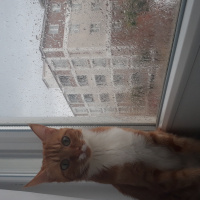Tekir Kedi, Kedi  Portakal fotoğrafı