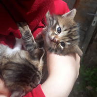 Tekir Kedi, Kedi  Portakal fotoğrafı