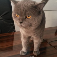 British Shorthair, Kedi  çakıl fotoğrafı