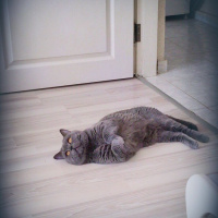 British Shorthair, Kedi  çakıl fotoğrafı