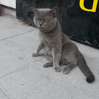 British Shorthair, Kedi  çakıl fotoğrafı