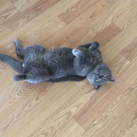 British Shorthair, Kedi  çakıl fotoğrafı