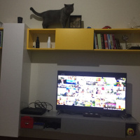 British Shorthair, Kedi  çakıl fotoğrafı