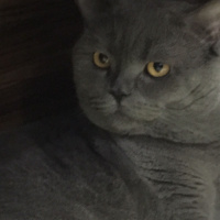 British Shorthair, Kedi  çakıl fotoğrafı