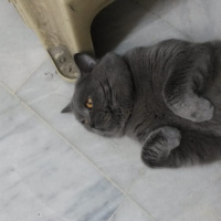 British Shorthair, Kedi  çakıl fotoğrafı