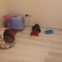 Tekir Kedi, Kedi  HAŞMET fotoğrafı
