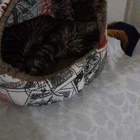 Tekir Kedi, Kedi  HAŞMET fotoğrafı
