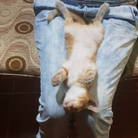Tekir Kedi, Kedi  Maya fotoğrafı