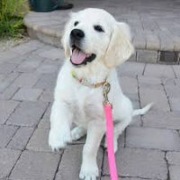 Golden Retriever, Köpek  Max fotoğrafı