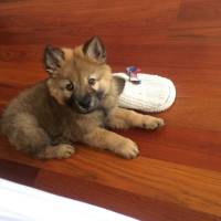 Chow Chow (çin Aslanı), Köpek  Baron fotoğrafı