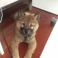 Chow Chow (çin Aslanı), Köpek  Baron fotoğrafı