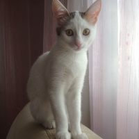 Tekir Kedi, Kedi  Müjgan fotoğrafı