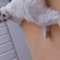 Tekir Kedi, Kedi  Müjgan fotoğrafı