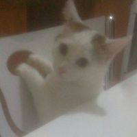 Tekir Kedi, Kedi  Müjgan fotoğrafı