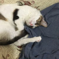 Tekir Kedi, Kedi  Mia fotoğrafı