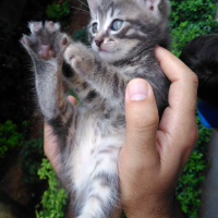 Tekir Kedi, Kedi  Müjgan fotoğrafı