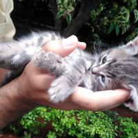 Tekir Kedi, Kedi  Müjgan fotoğrafı