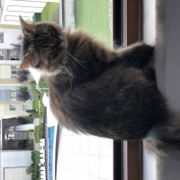 American Curl, Kedi  Pofi fotoğrafı