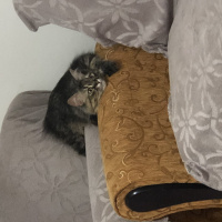 American Curl, Kedi  Pofi fotoğrafı