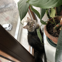 American Curl, Kedi  Pofi fotoğrafı