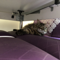 American Curl, Kedi  Pofi fotoğrafı