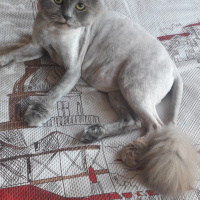 British Shorthair, Kedi  Lodos fotoğrafı