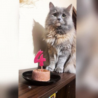 British Shorthair, Kedi  Lodos fotoğrafı