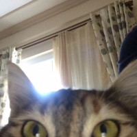 American Shorthair, Kedi  mia fotoğrafı