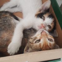 Tekir Kedi, Kedi  Miya fotoğrafı