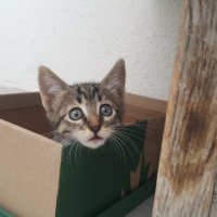 Tekir Kedi, Kedi  Miya fotoğrafı
