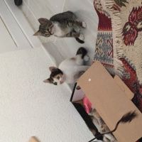 Tekir Kedi, Kedi  Miya fotoğrafı