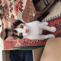 Tekir Kedi, Kedi  Miya fotoğrafı