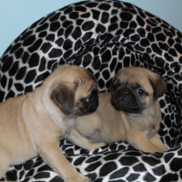 Pug, Köpek  sahiplendirme fotoğrafı