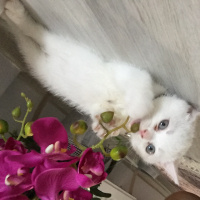 British Shorthair, Kedi  Şiiilaa fotoğrafı