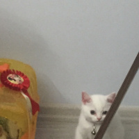 British Shorthair, Kedi  Şiiilaa fotoğrafı