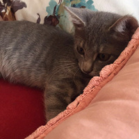 Tekir Kedi, Kedi  Oliver fotoğrafı