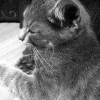 Tekir Kedi, Kedi  Oliver fotoğrafı