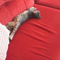 Tekir Kedi, Kedi  Oliver fotoğrafı