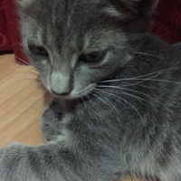 Tekir Kedi, Kedi  Oliver fotoğrafı