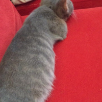 Tekir Kedi, Kedi  Oliver fotoğrafı