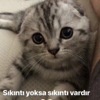 Scottish Fold, Kedi  Pablo fotoğrafı