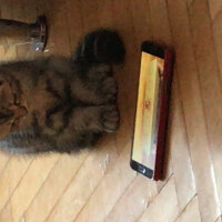 Scottish Fold, Kedi  Pablo fotoğrafı