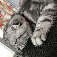 Scottish Fold, Kedi  Pablo fotoğrafı