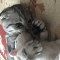 Scottish Fold, Kedi  Pablo fotoğrafı