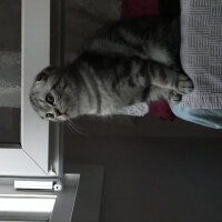 Scottish Fold, Kedi  Pablo fotoğrafı