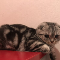 Scottish Fold, Kedi  Pablo fotoğrafı