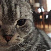 Scottish Fold, Kedi  Pablo fotoğrafı