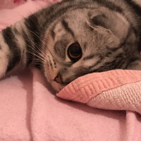 Scottish Fold, Kedi  Pablo fotoğrafı