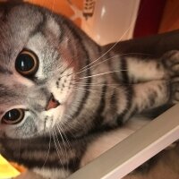 Scottish Fold, Kedi  Pablo fotoğrafı